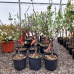 Mini Slivka domáca  (Prunus domestica) ´BUHLER´ - výška 60-80 cm, kont. C10L, skorá